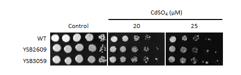 Heavy metal stress phenotype for CNAG_02516T2