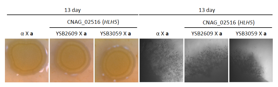 Mating phenotype for CNAG_02516T2