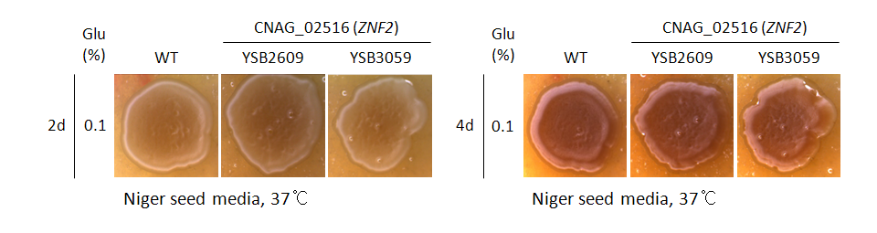 Melanin phenotype for CNAG_02516T2