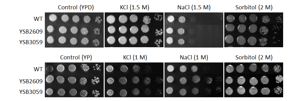 Osmotic stress phenotype for CNAG_02516T2