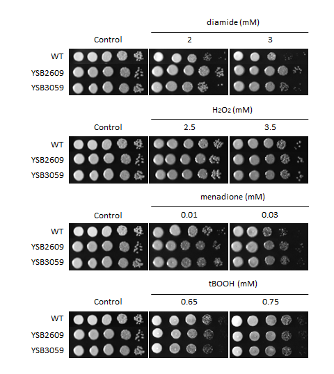 Oxidative stress phenotype for CNAG_02516T2