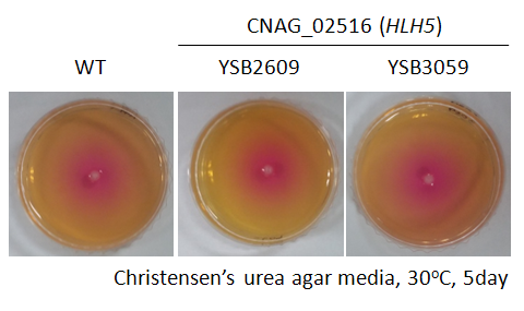 Urease phenotype for CNAG_02516T2