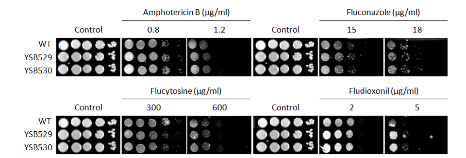 Antifungal drug susceptibility for CNAG_02555T0