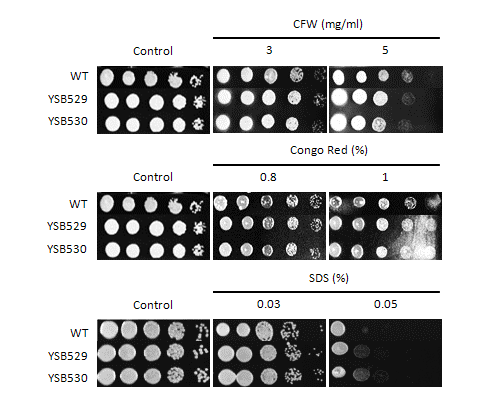 Cell wall stress phenotype for CNAG_02555T0