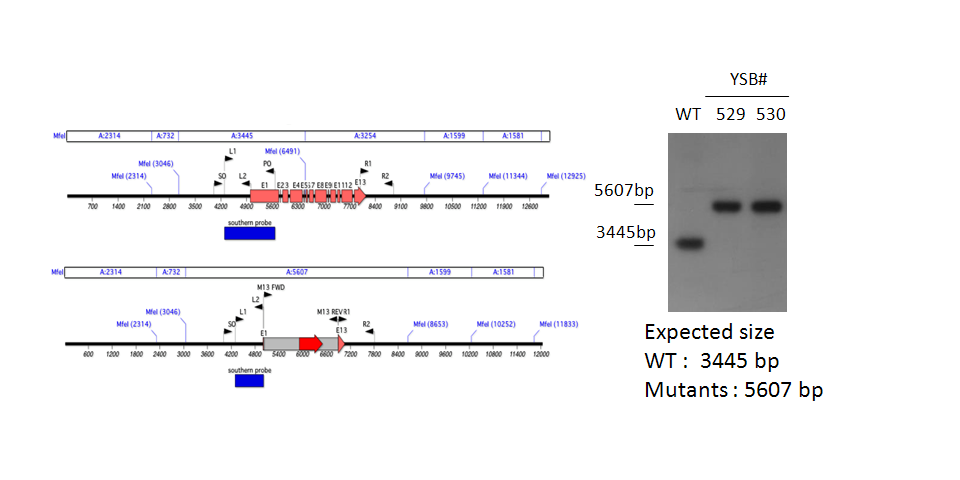 Gene disruption strategy for CNAG_02555T0