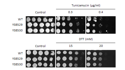 ER stress phenotype for CNAG_02555T0