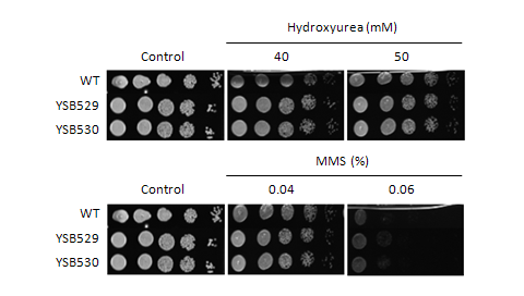 Genotoxic stress phenotype for CNAG_02555T0