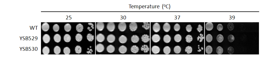 Growth phenotype for CNAG_02555T0