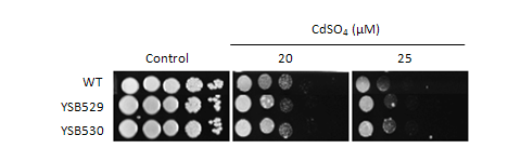 Heavy metal stress phenotype for CNAG_02555T0