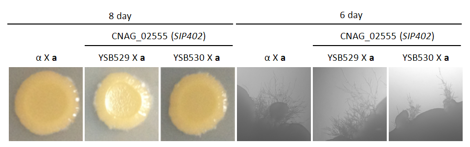 Mating phenotype for CNAG_02555T0