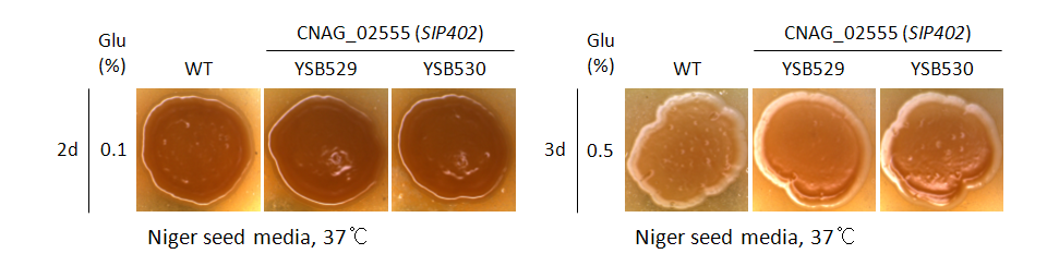 Melanin phenotype for CNAG_02555T0