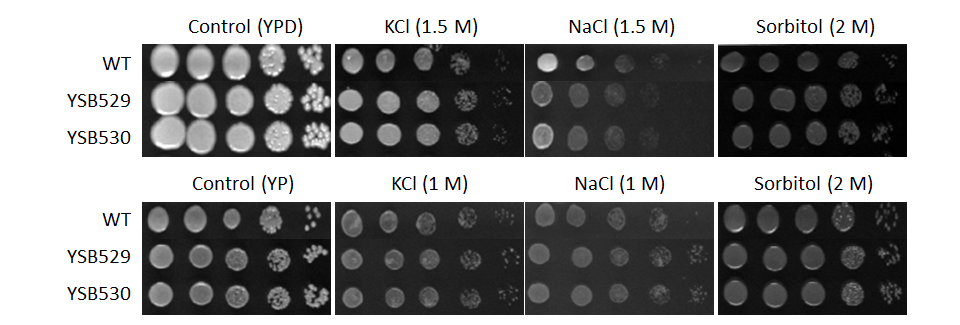 Osmotic stress phenotype for CNAG_02555T0
