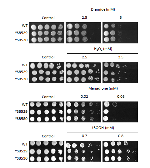 Oxidative stress phenotype for CNAG_02555T0