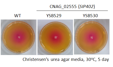 Urease phenotype for CNAG_02555T0