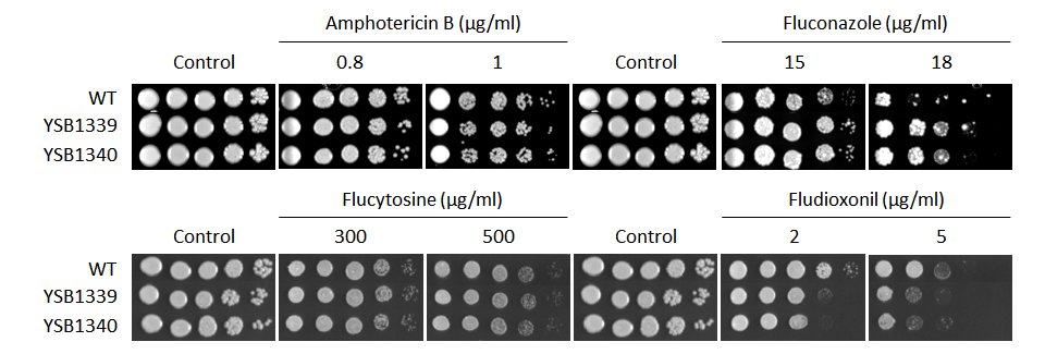 Antifungal drug susceptibility for CNAG_02566T0