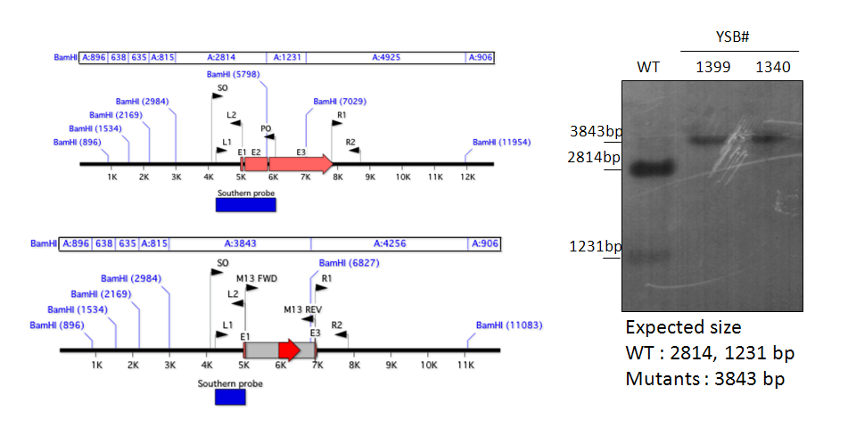 Gene disruption strategy for CNAG_02566T0