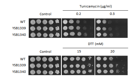 ER stress phenotype for CNAG_02566T0