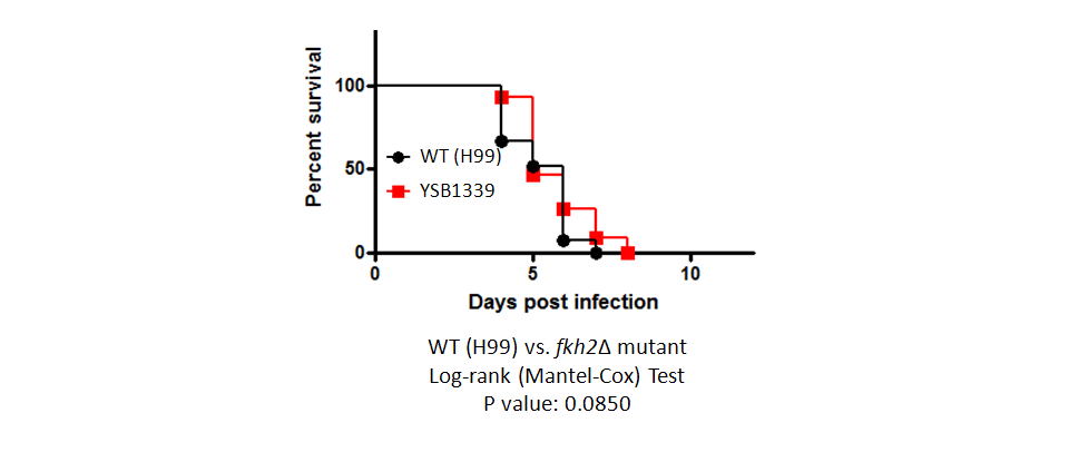 Galleria mellonella virulence data for CNAG_02566T0