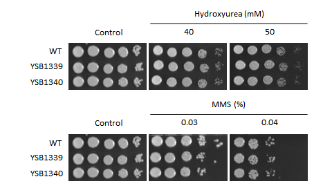 Genotoxic stress phenotype for CNAG_02566T0