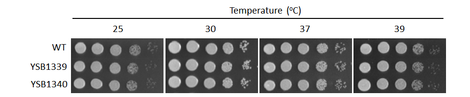 Growth phenotype for CNAG_02566T0