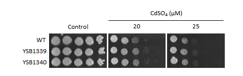 Heavy metal stress phenotype for CNAG_02566T0