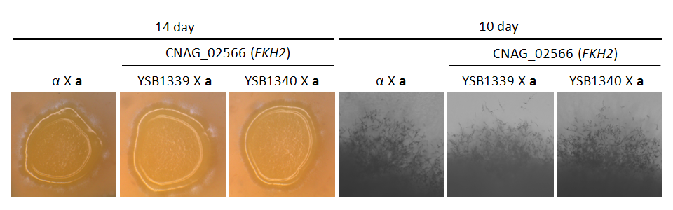 Mating phenotype for CNAG_02566T0