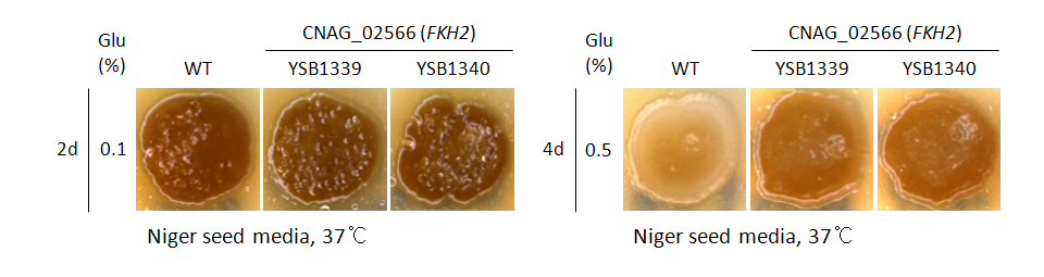 Melanin phenotype for CNAG_02566T0