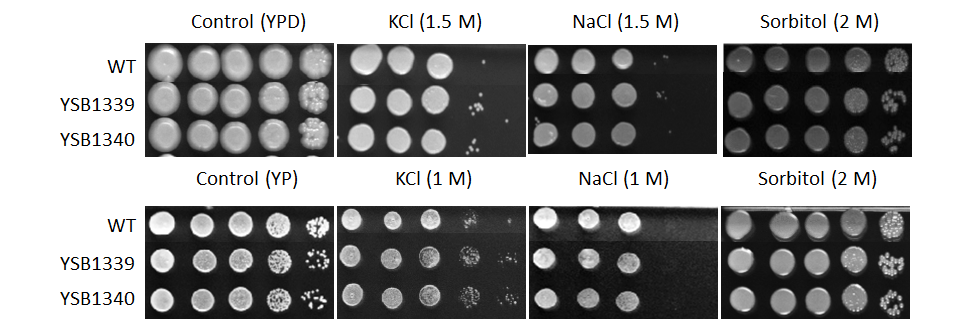 Osmotic stress phenotype for CNAG_02566T0