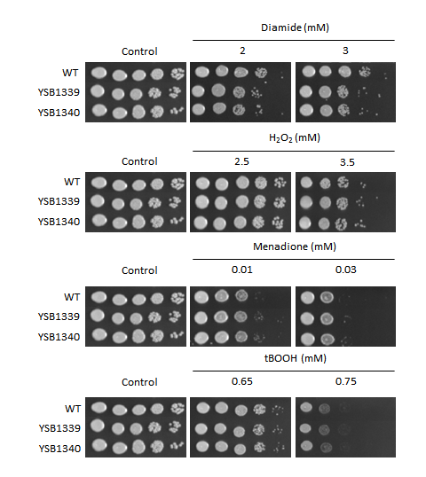 Oxidative stress phenotype for CNAG_02566T0