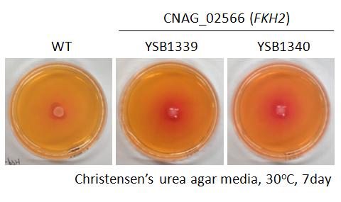 Urease phenotype for CNAG_02566T0