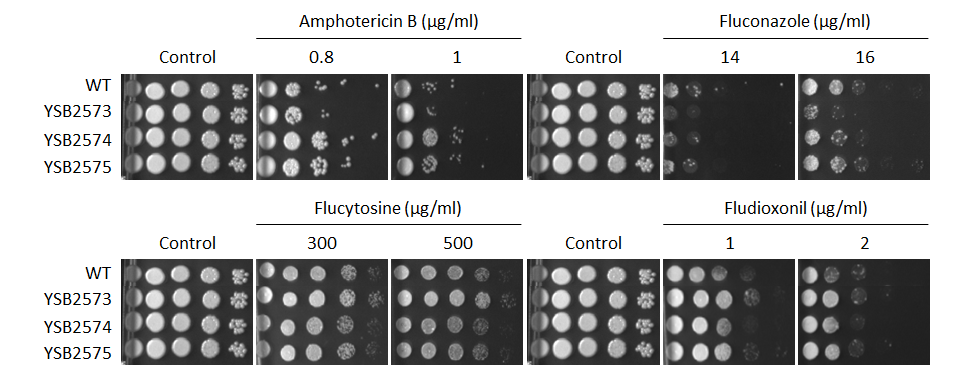 Antifungal drug susceptibility for CNAG_02603T0