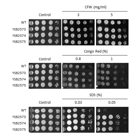 Cell wall stress phenotype for CNAG_02603T0