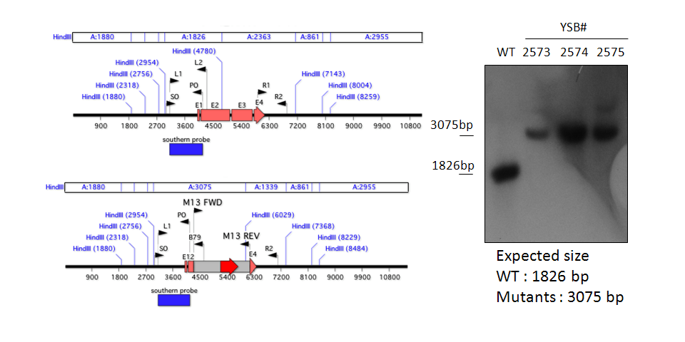 Gene disruption strategy for CNAG_02603T0