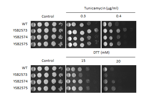 ER stress phenotype for CNAG_02603T0