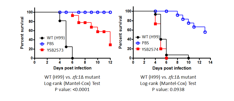 Galleria mellonella virulence data for CNAG_02603T0
