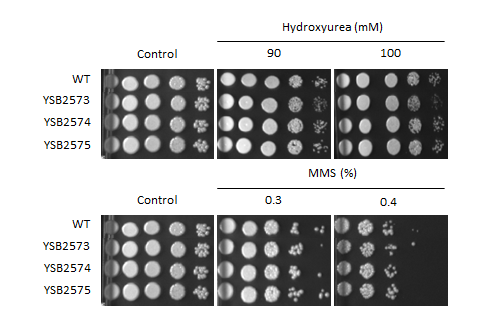 Genotoxic stress phenotype for CNAG_02603T0