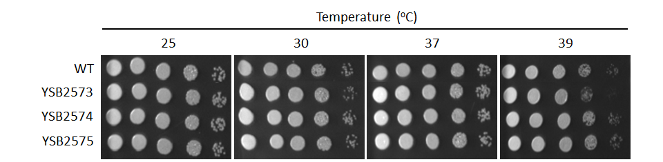 Growth phenotype for CNAG_02603T0