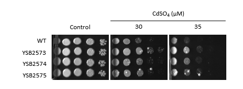 Heavy metal stress phenotype for CNAG_02603T0