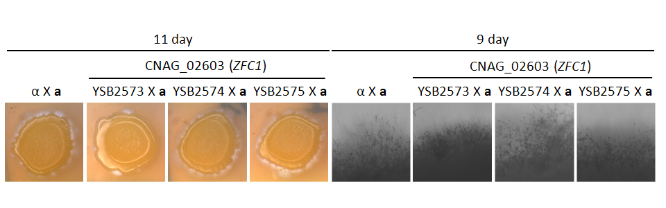 Mating phenotype for CNAG_02603T0