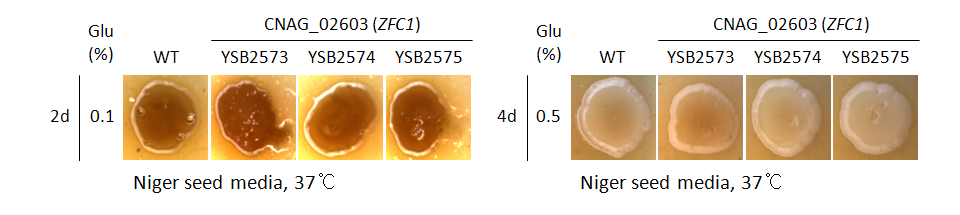 Melanin phenotype for CNAG_02603T0