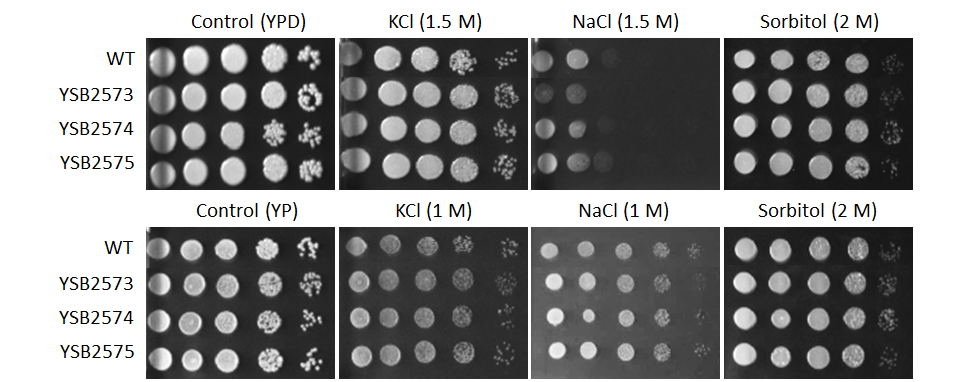 Osmotic stress phenotype for CNAG_02603T0