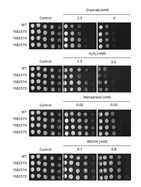 Oxidative stress phenotype for CNAG_02603T0