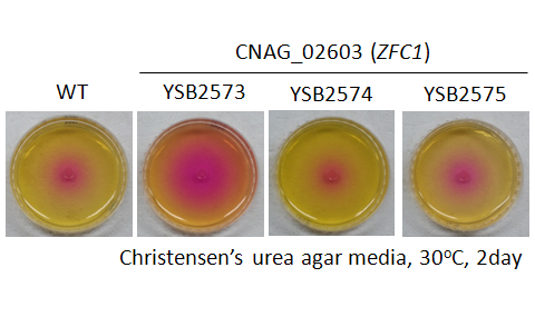 Urease phenotype for CNAG_02603T0