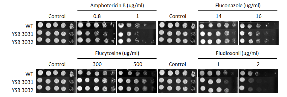 Antifungal drug susceptibility for CNAG_02700T0