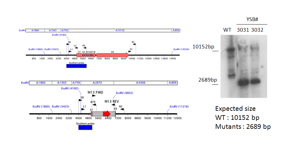 Gene disruption strategy for CNAG_02700T0