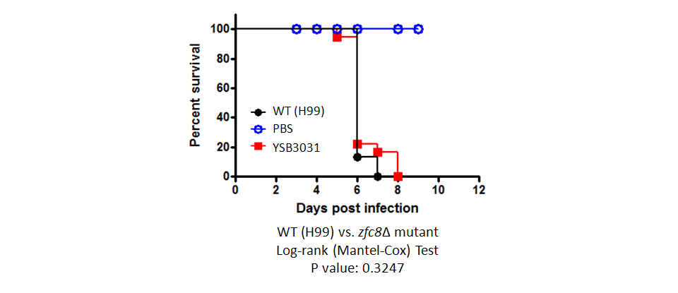 Galleria mellonella virulence data for CNAG_02700T0