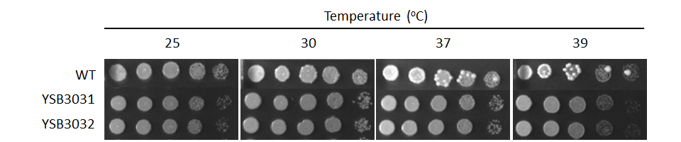 Growth phenotype for CNAG_02700T0