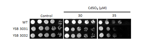 Heavy metal stress phenotype for CNAG_02700T0