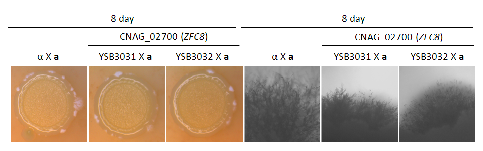 Mating phenotype for CNAG_02700T0