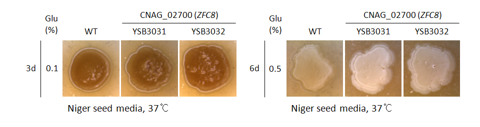Melanin phenotype for CNAG_02700T0